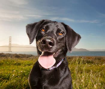 Bark at the Park